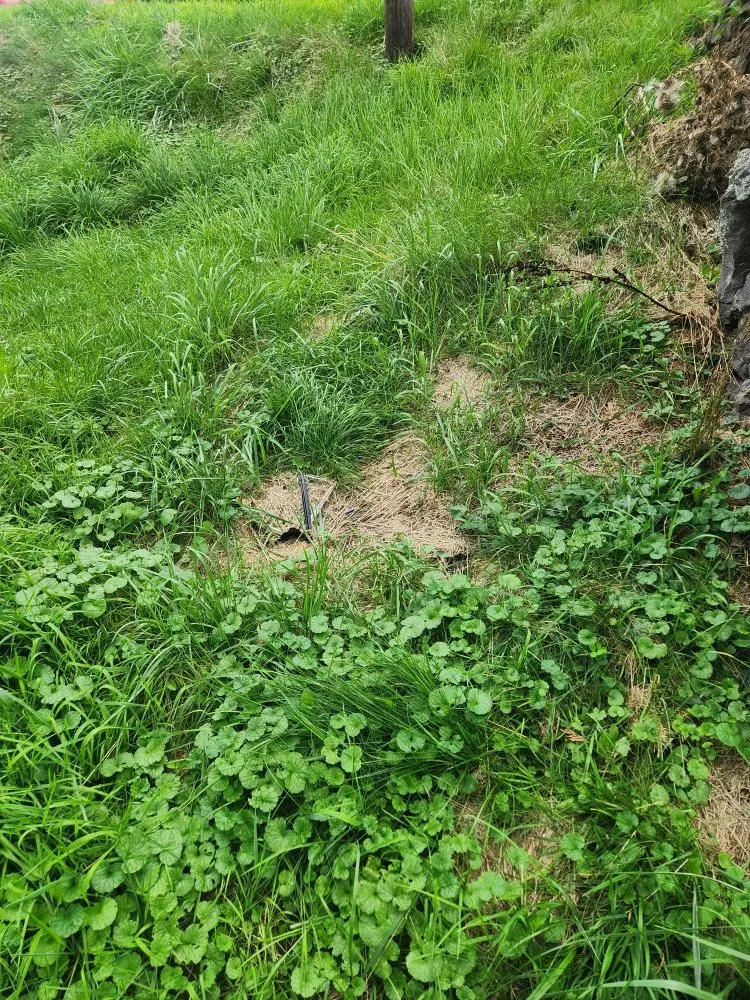 Reliable yard maintenance for residential properties across Dalton, PA - A k Lawn Care