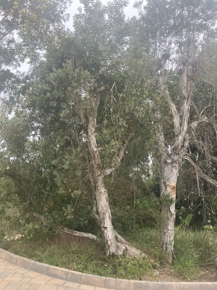 Top-rated garden landscaping for residential properties across Encinitas, CA - A L landscape