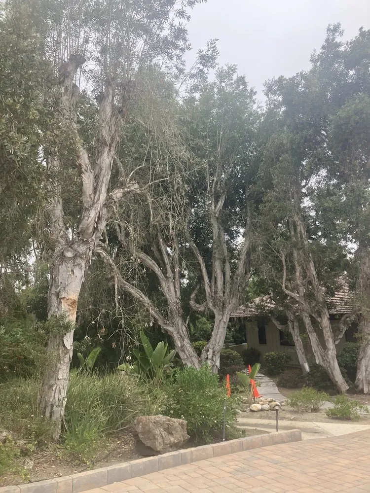 Professional outdoor landscaping experts serving Encinitas, CA - A L landscape