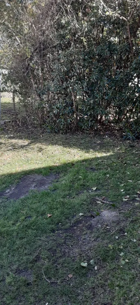 Professional lawn care service for beautiful yards in Gaston, SC by A+ Landscaping