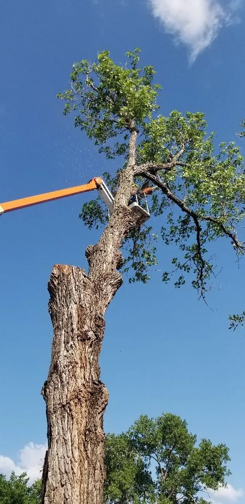 Expert outdoor landscaping for beautiful yards across Irving, TX - A+ Landscaping