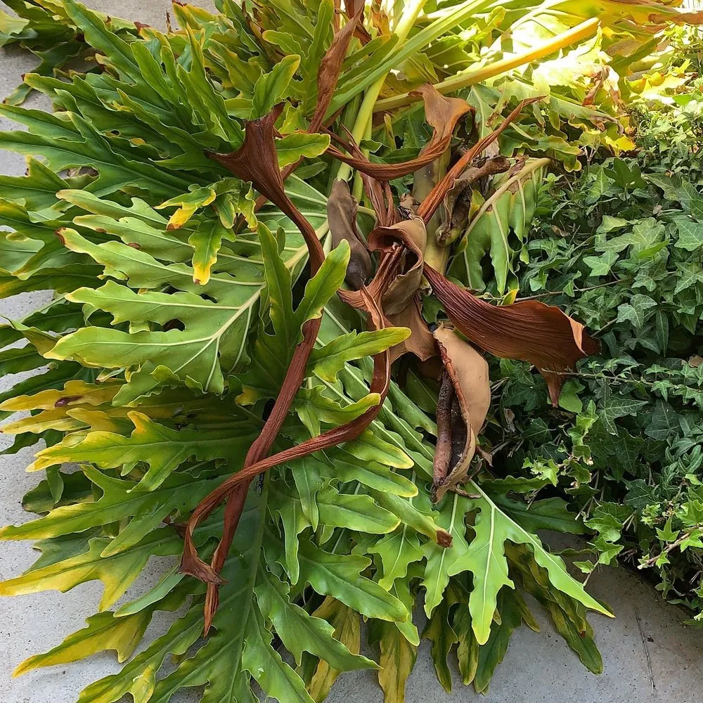 Trusted residential landscaping with custom design across Spring Valley, CA - A+ Landscaping Solution