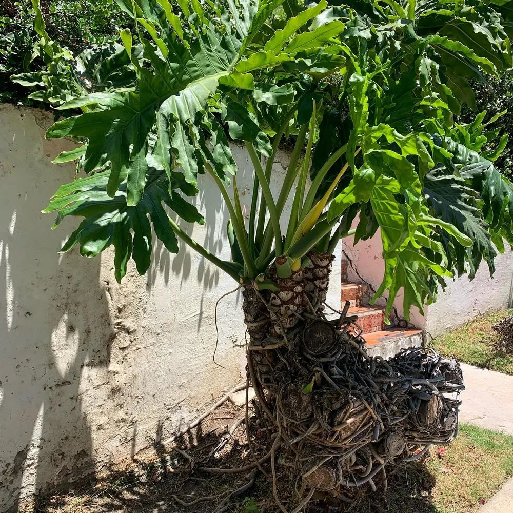 Affordable residential landscaping for outdoor upgrades across Spring Valley, CA - A+ Landscaping Solution