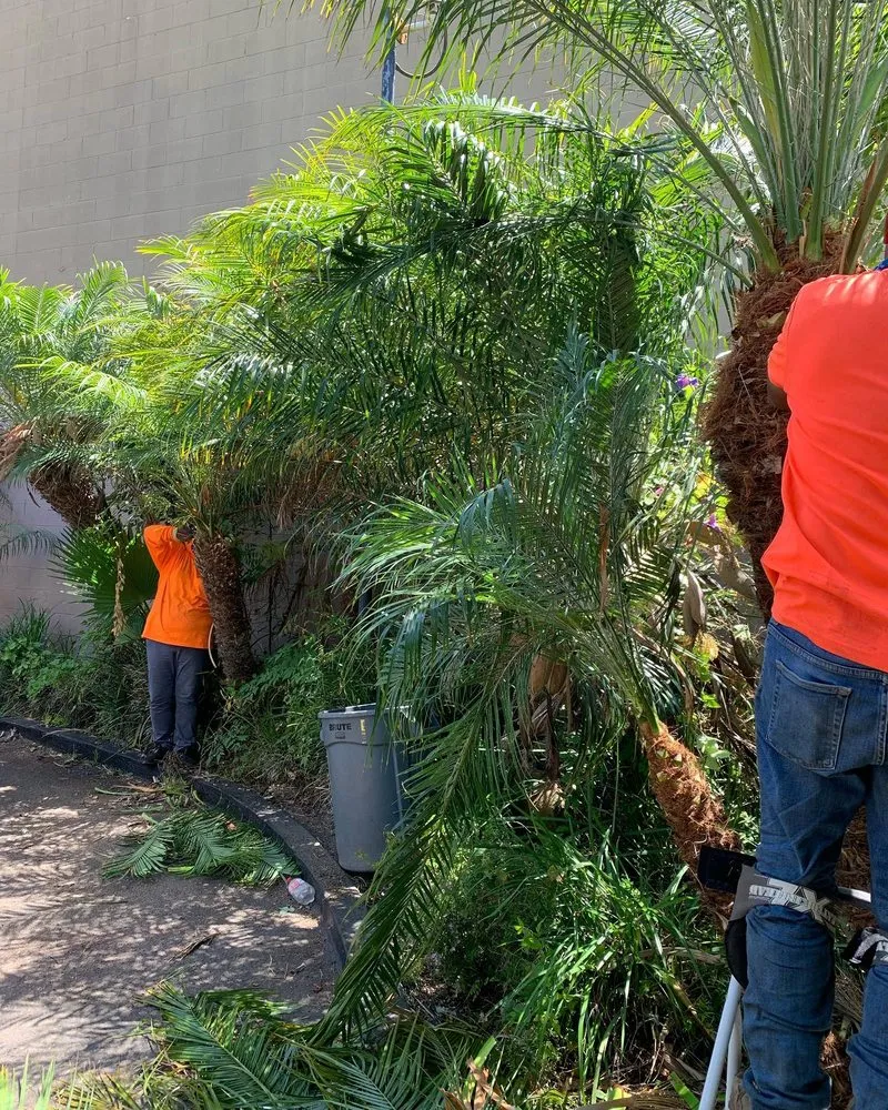 Trusted garden landscaping experts serving Spring Valley, CA - A+ Landscaping Solution