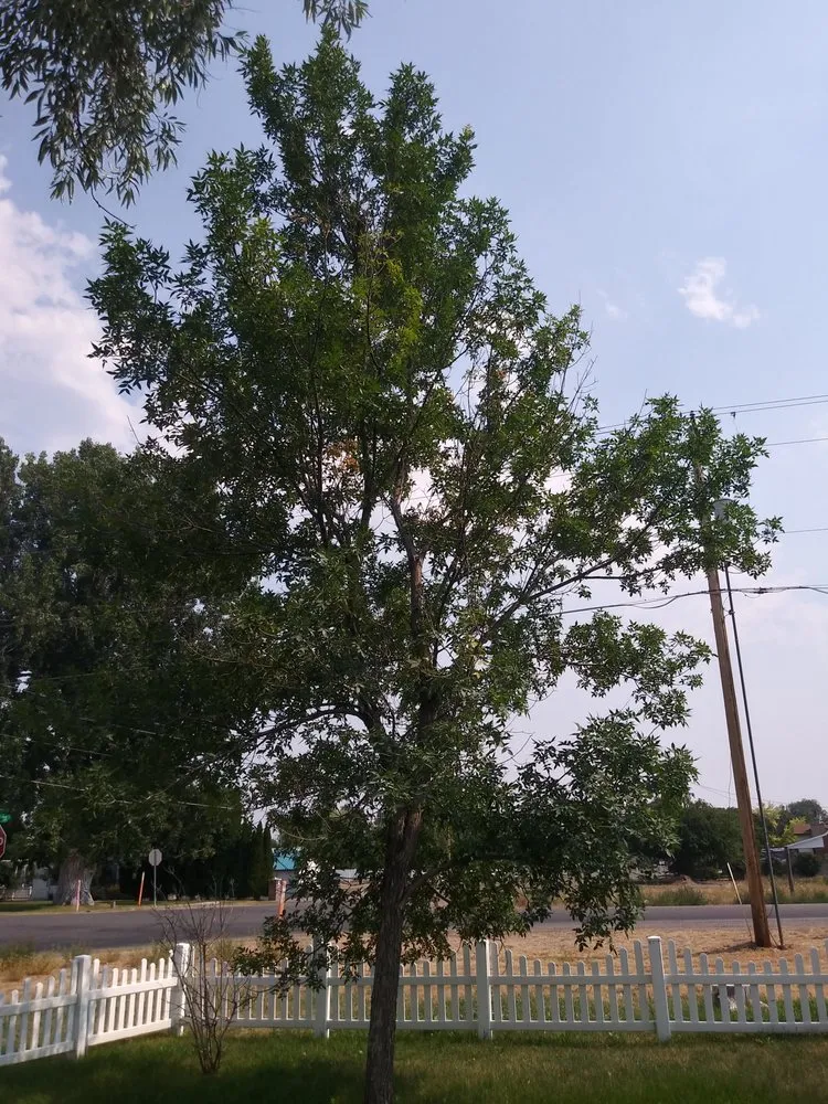 Affordable lawn mowing service in Iona, ID by A+ Lawn Pro