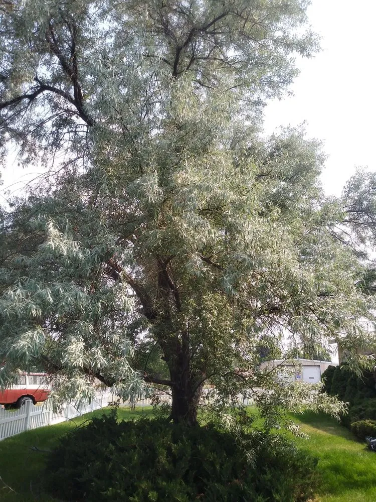 Reliable landscaping services in Iona, ID - A+ Lawn Pro