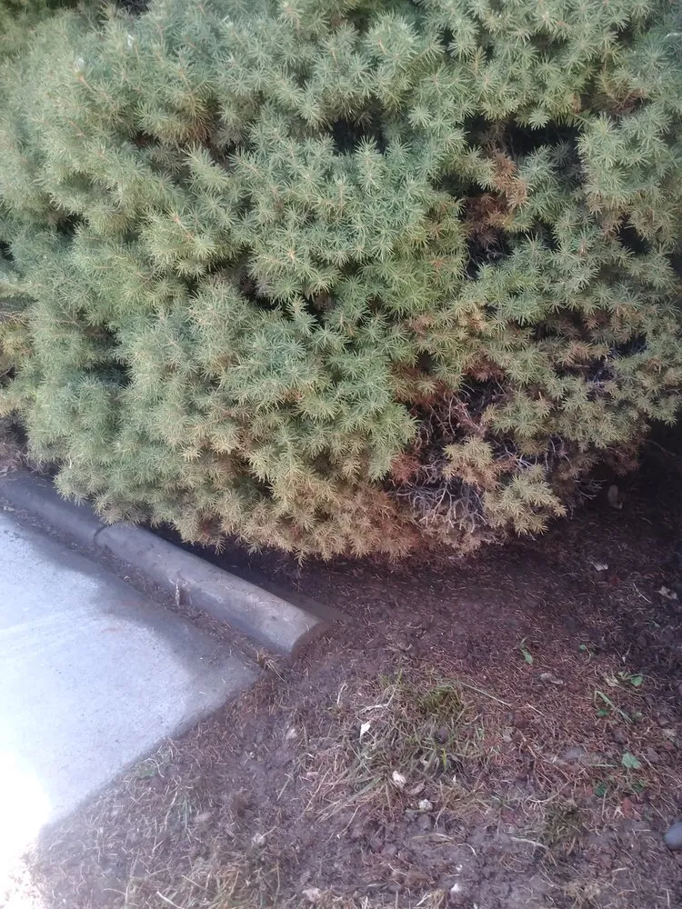 Professional lawn mowing service in Iona, ID by A+ Lawn Pro