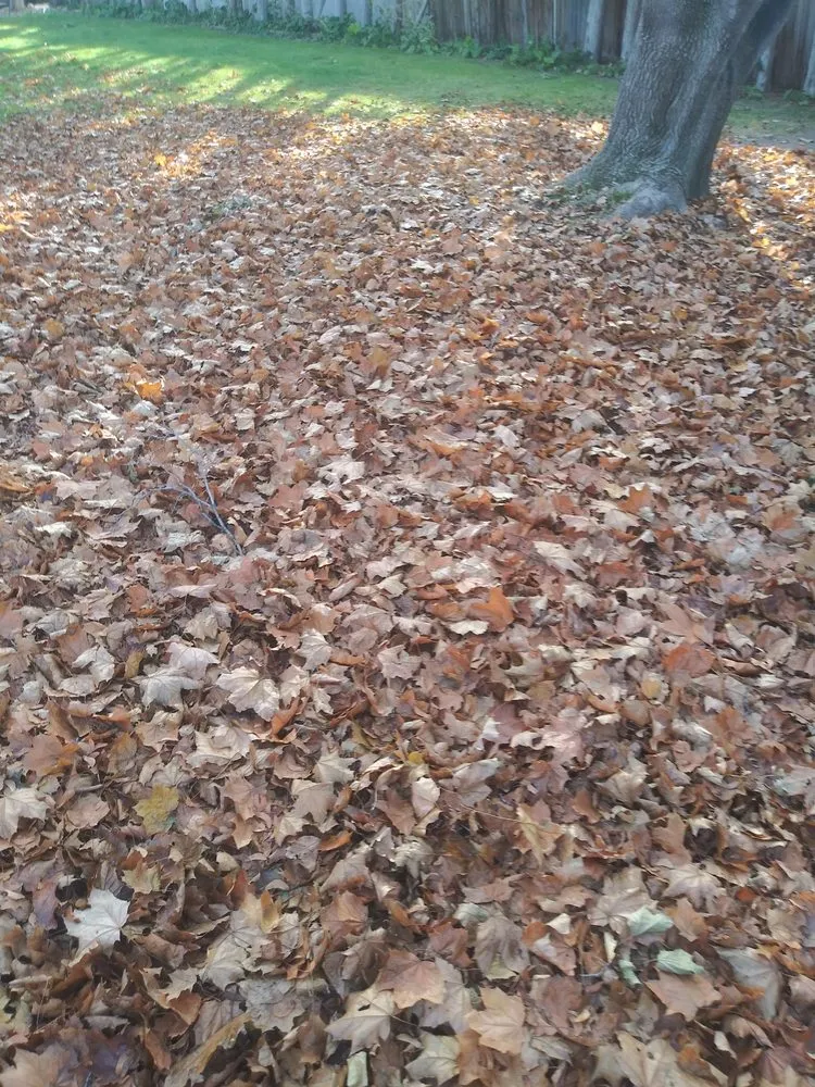 Reliable lawn care service for outdoor upgrades across Iona, ID - A+ Lawn Pro