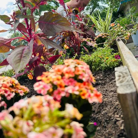 Trusted garden landscaping for beautiful yards in Clearwater, FL by A Lawn To Remember