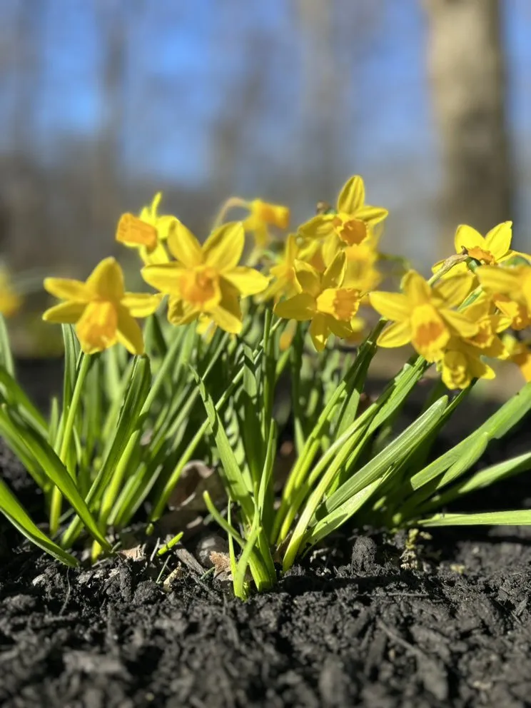 Expert outdoor landscaping near you across Farmersville, OH - A Lewis Mulch