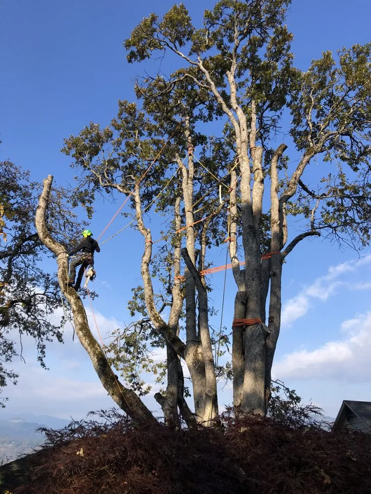 Professional yard maintenance in Hood River, OR by A Life With Trees, LLC
