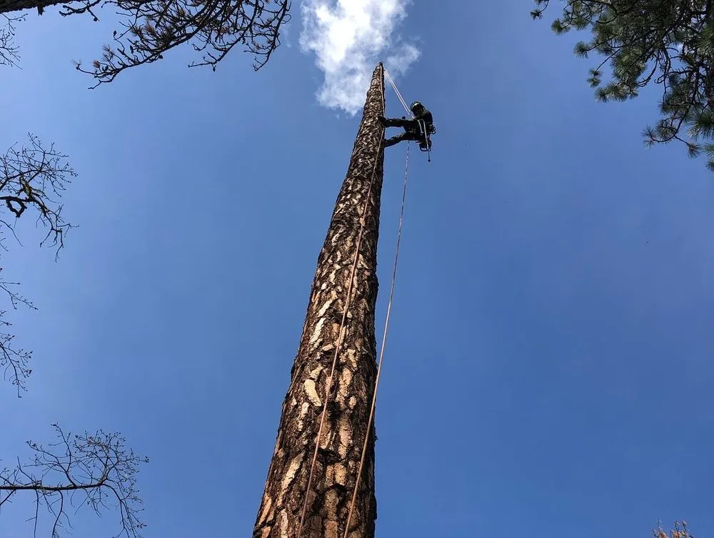 Expert outdoor landscaping in Hood River, OR by A Life With Trees, LLC