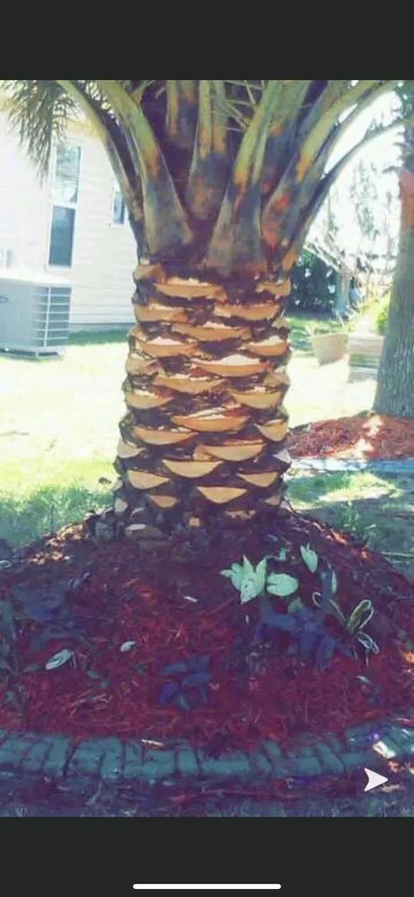 Professional residential landscaping for year-round maintenance across Oxford, FL - A Limb Above Tree Service