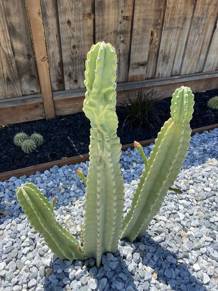 Expert yard maintenance in Walnut Creek, CA - A-List Landscape