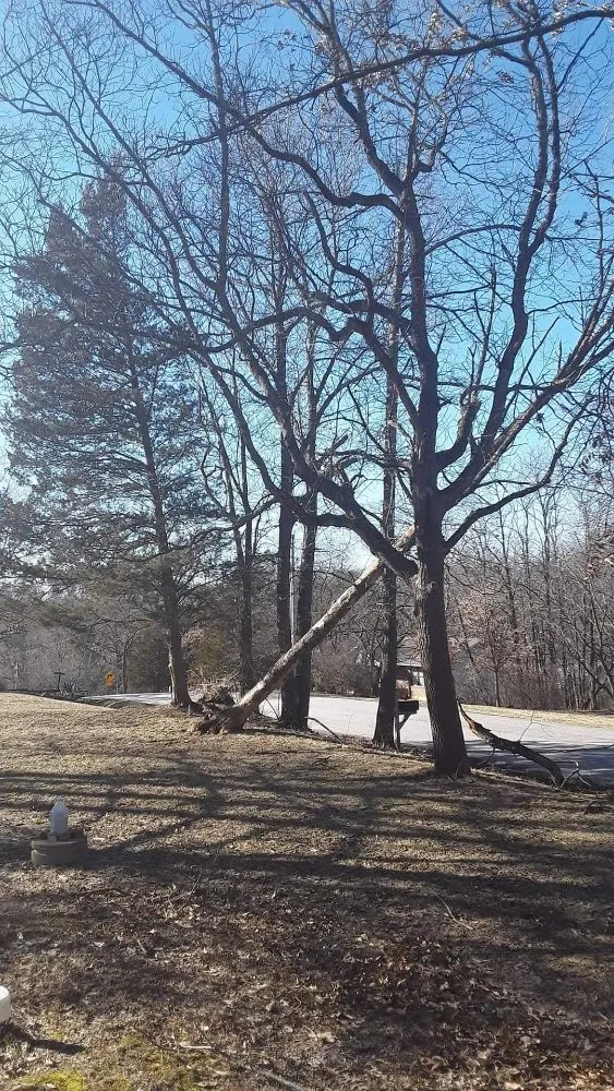 Top-rated lawn care service in Beaufort, MO by A Little Bit Tree Service