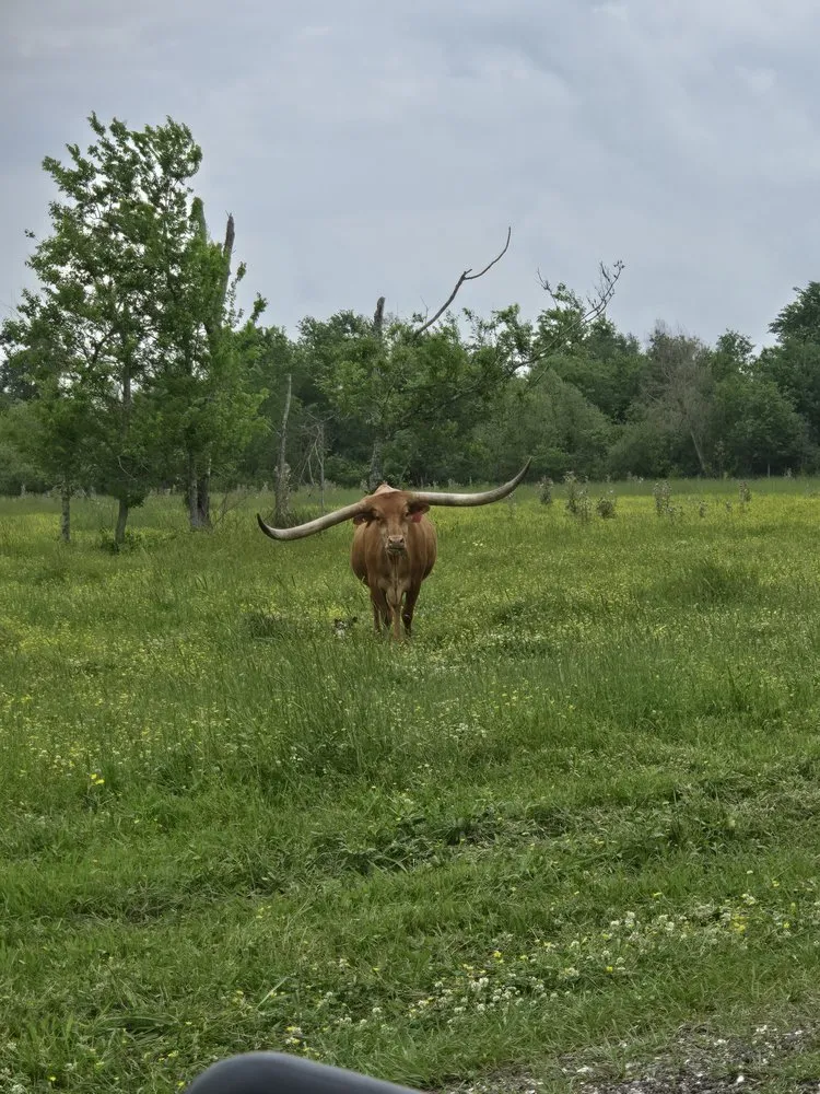 Reliable lawn care service in Houma, LA - A Local Landscaper