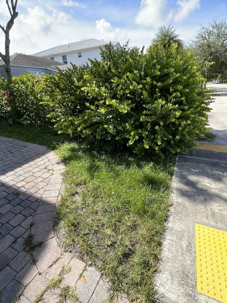 Affordable yard cleanup service near you in Wilton Manors, FL by A Local Landscaper