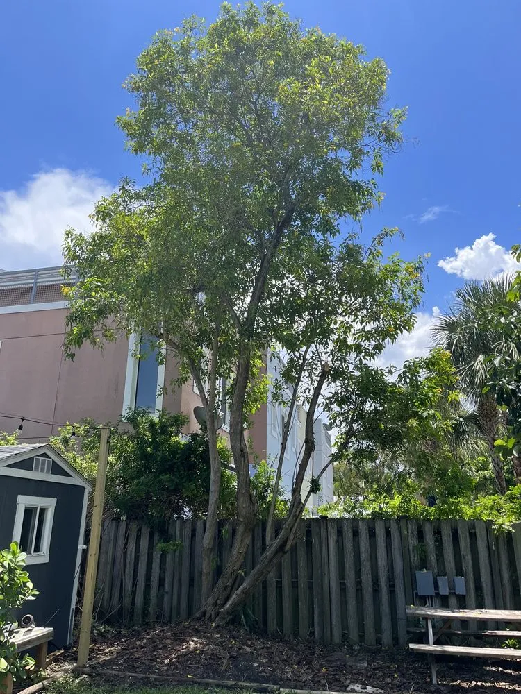 Custom outdoor landscaping in Wilton Manors, FL by A Local Landscaper