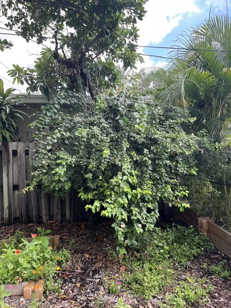 Trusted landscaping services in Wilton Manors, FL by A Local Landscaper
