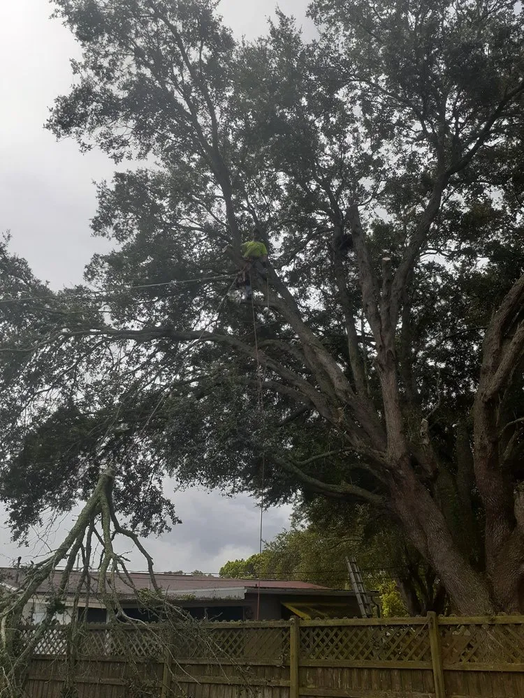 Professional yard maintenance in Spring Hill, FL - A Lot More Than Tree Work