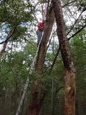 A Lot More Than Tree Work Logo