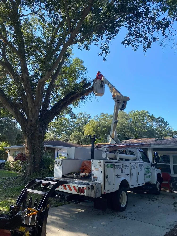 Affordable lawn care service in Saint Petersburg, FL - A Low Cost Tree Service