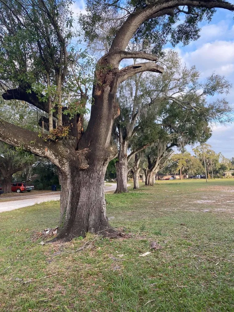 Expert outdoor landscaping in Saint Petersburg, FL - A Low Cost Tree Service