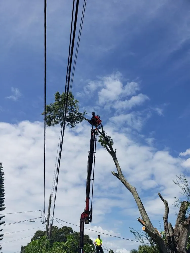 Professional lawn care service experts serving Saint Petersburg, FL - A Low Cost Tree Service