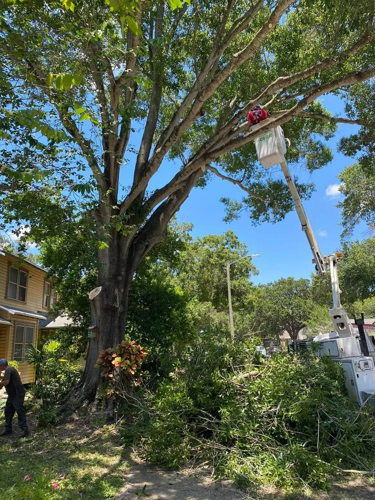 Trusted landscaping services for outdoor upgrades in Saint Petersburg, FL by A Low Cost Tree Service