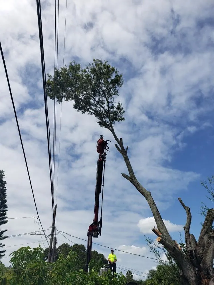 Expert yard maintenance experts serving Saint Petersburg, FL - A Low Cost Tree Service
