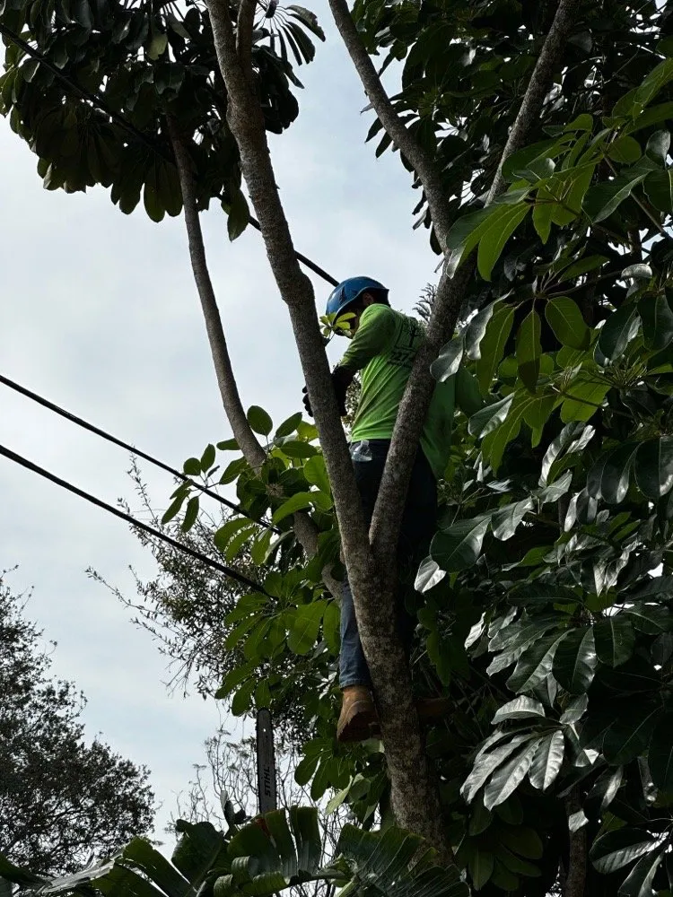 Custom landscaping services for residential properties in Saint Petersburg, FL by A Low Cost Tree Service