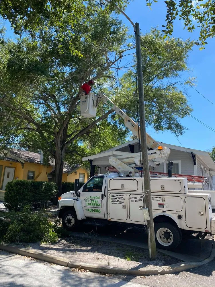 Trusted landscape design in Saint Petersburg, FL - A Low Cost Tree Service