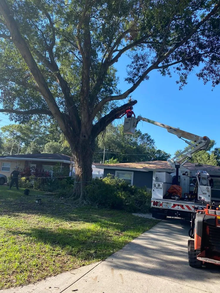 Expert yard cleanup service for homes across Saint Petersburg, FL - A Low Cost Tree Service