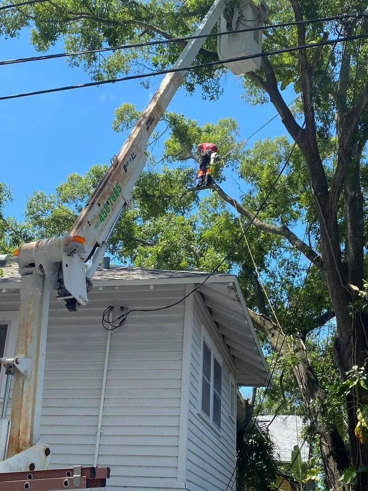 Local yard maintenance in Saint Petersburg, FL by A Low Cost Tree Service