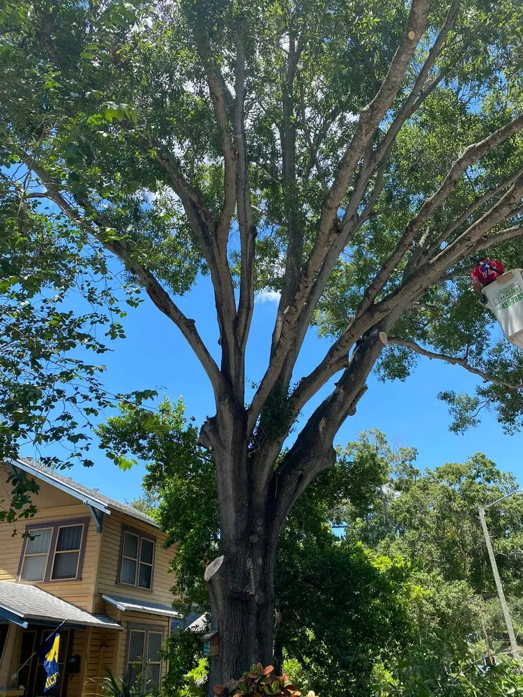 Expert outdoor landscaping for beautiful yards across Saint Petersburg, FL - A Low Cost Tree Service