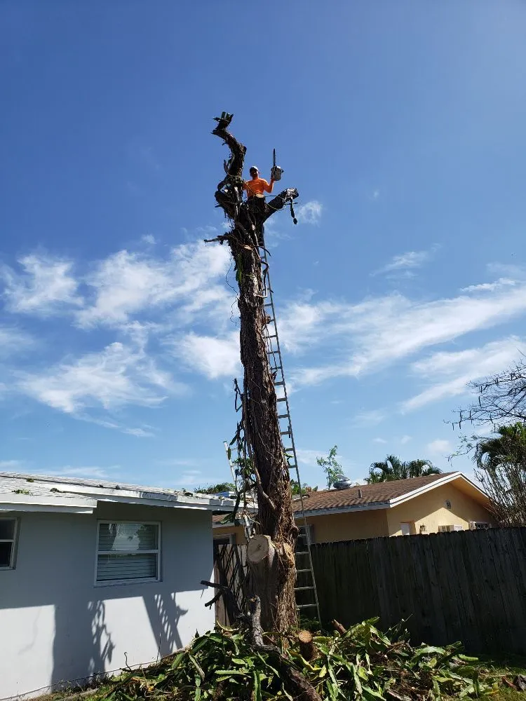 Custom landscape design experts serving Fort Lauderdale, FL - A M Trimming and Removal Service