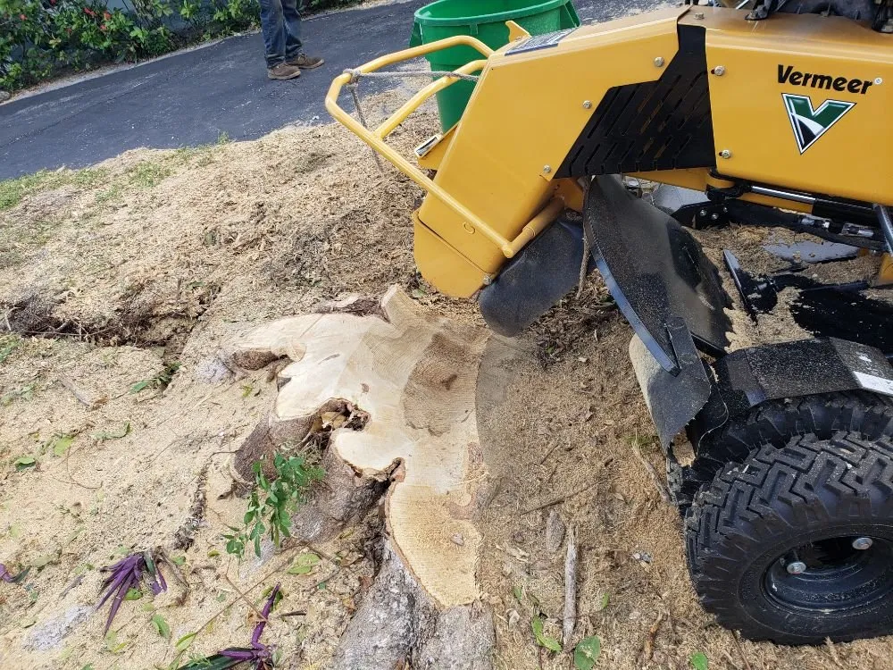 Custom landscape design in Fort Lauderdale, FL - A M Trimming and Removal Service