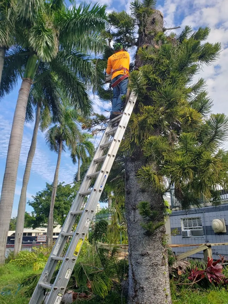Top-rated lawn care service in Fort Lauderdale, FL - A M Trimming and Removal Service