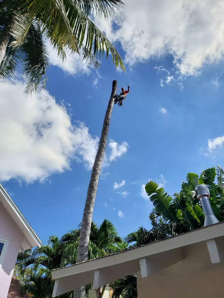 Custom lawn care service experts serving Fort Lauderdale, FL - A M Trimming and Removal Service