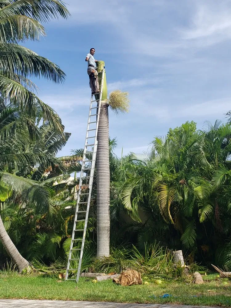 Affordable garden landscaping in Fort Lauderdale, FL - A M Trimming and Removal Service