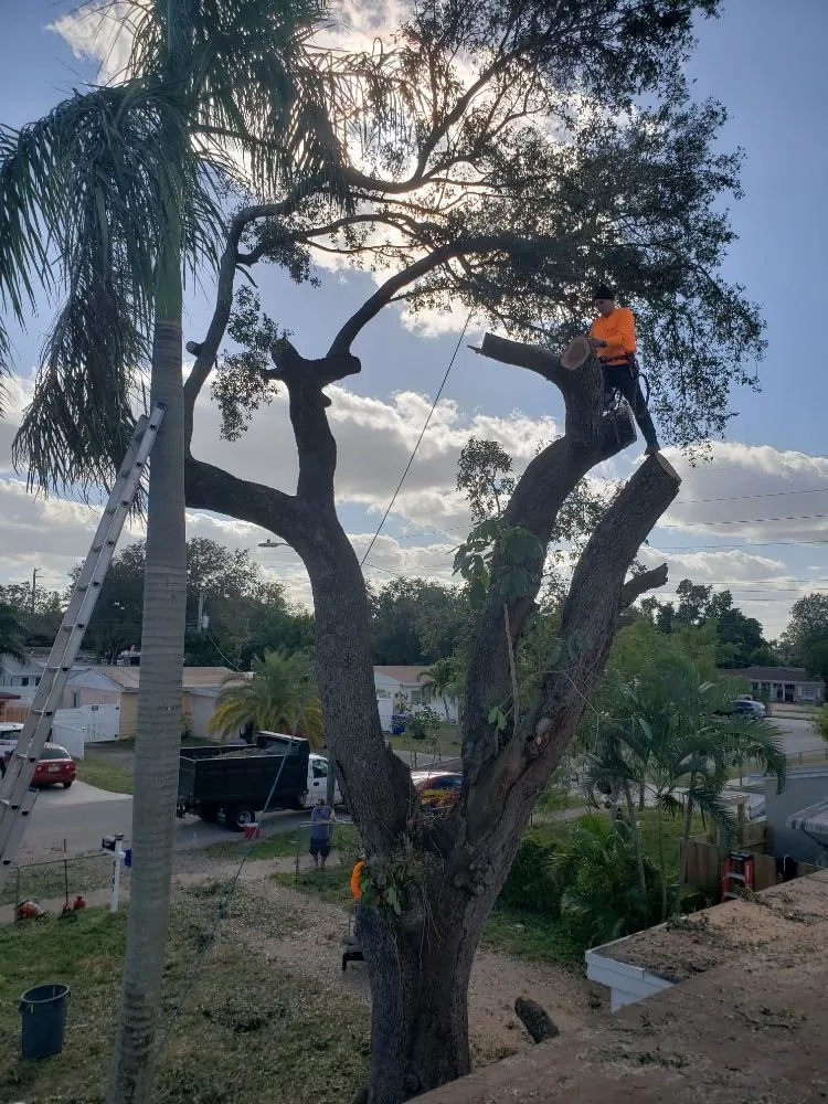 Reliable yard cleanup service with custom design in Fort Lauderdale, FL by A M Trimming and Removal Service