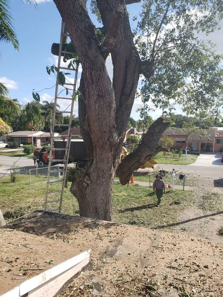 Top-rated outdoor landscaping in Fort Lauderdale, FL by A M Trimming and Removal Service