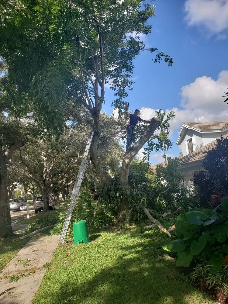 Affordable residential landscaping experts serving Fort Lauderdale, FL - A M Trimming and Removal Service