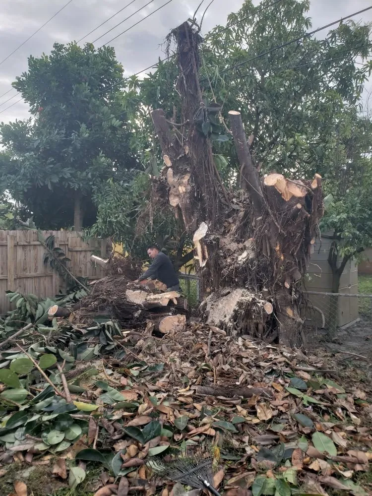 Trusted residential landscaping for beautiful yards across Fort Lauderdale, FL - A M Trimming and Removal Service