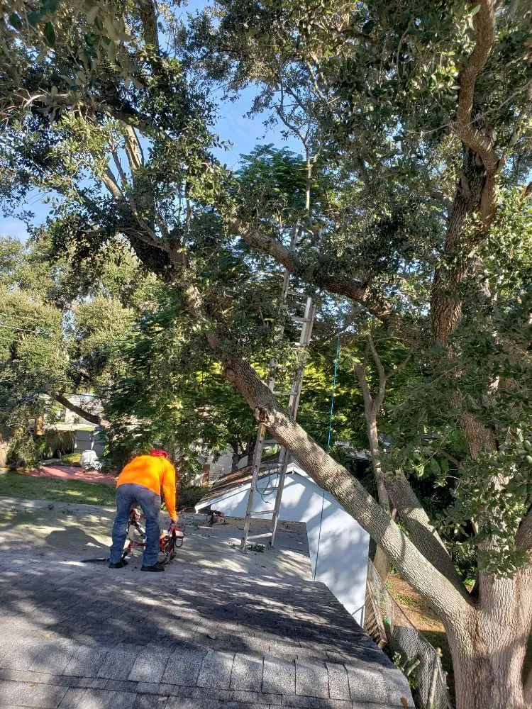 Expert lawn mowing service experts serving Fort Lauderdale, FL - A M Trimming and Removal Service