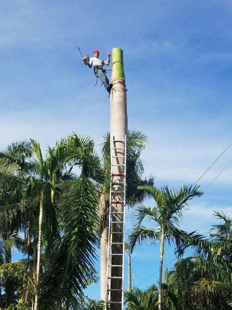 Local landscape design for residential properties in Fort Lauderdale, FL by A M Trimming and Removal Service
