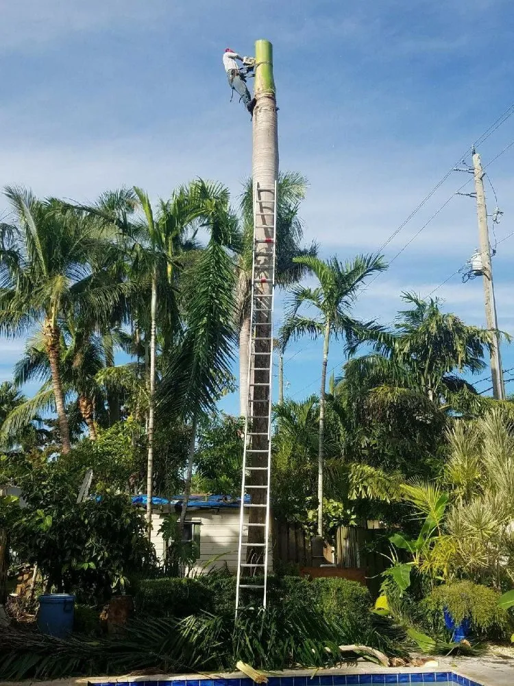 Reliable lawn mowing service in Fort Lauderdale, FL by A M Trimming and Removal Service