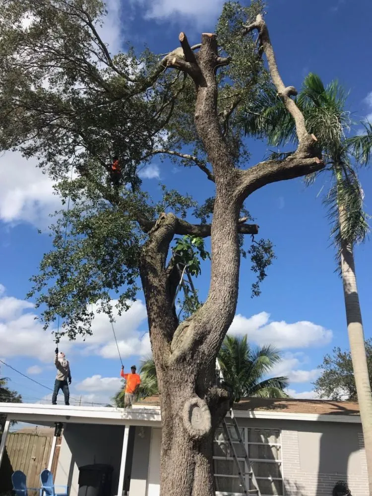 Top-rated landscape installation experts serving Fort Lauderdale, FL - A M Trimming and Removal Service