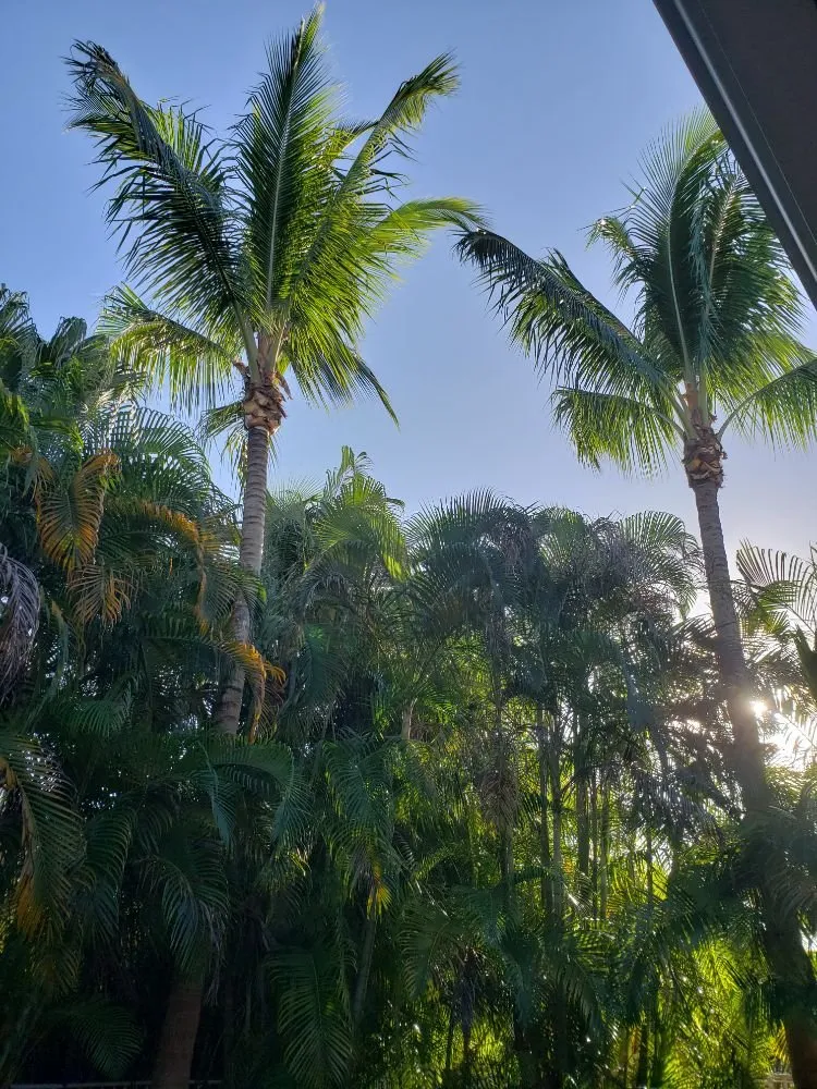 Reliable residential landscaping for outdoor upgrades in Fort Lauderdale, FL by A M Trimming and Removal Service