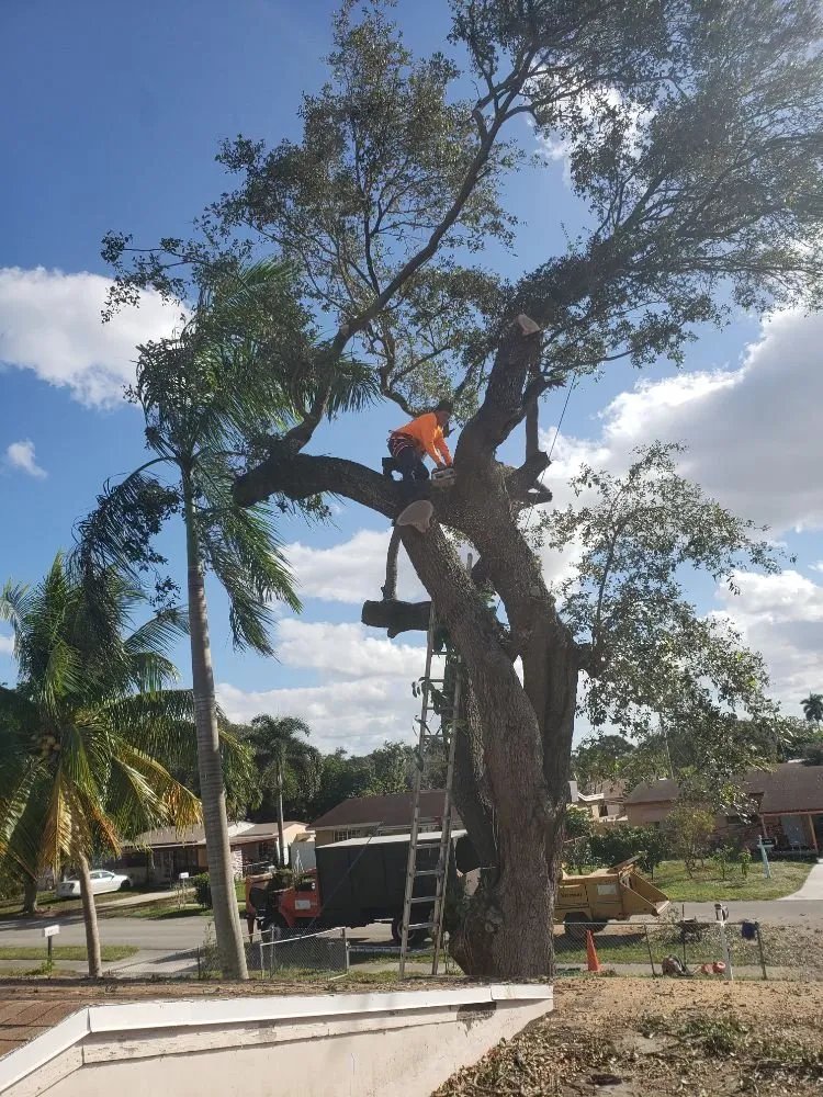 Custom outdoor landscaping for homes in Fort Lauderdale, FL by A M Trimming and Removal Service